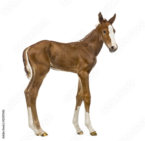 Obraz na plátně Side view of a foal isolated on white