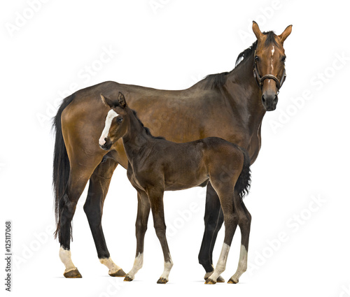 Tablou canvas Side view of a mare and her foal