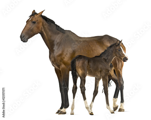 Side view of a mare and her foal