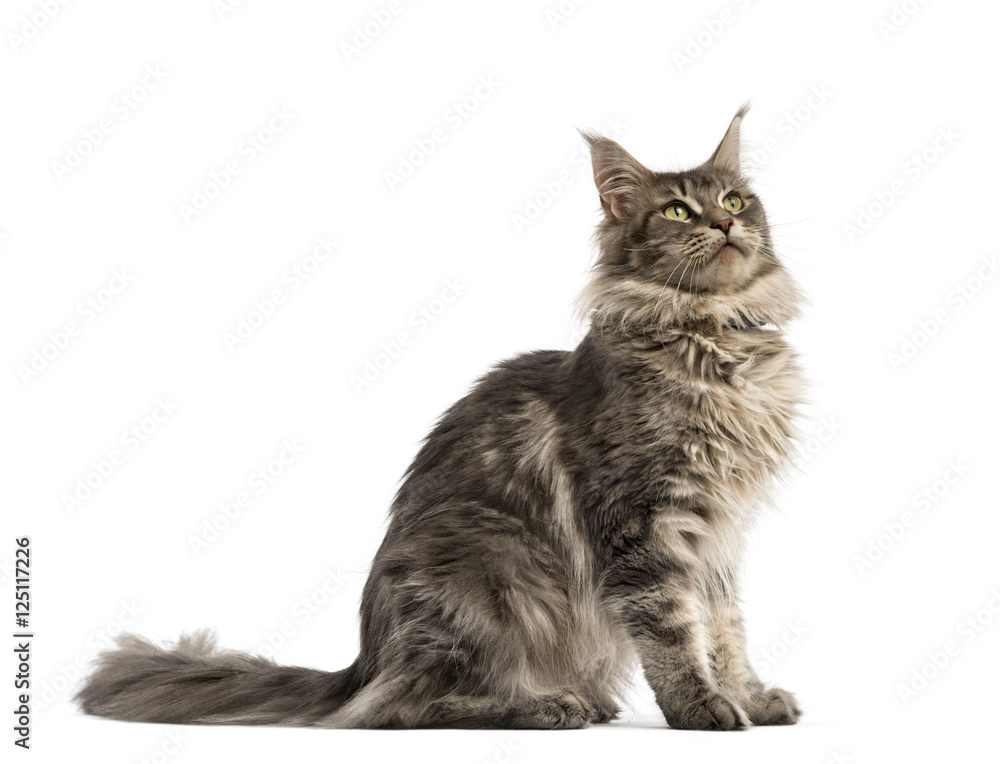 Fototapeta premium Side view of a Maine coon sitting isolated on white