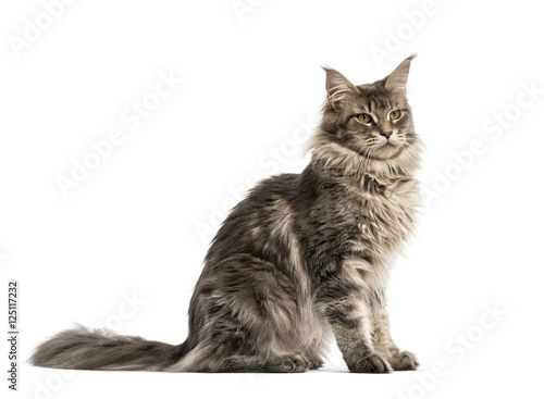 Side view of a Maine coon sitting isolated on white