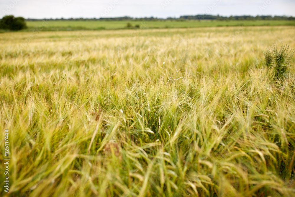 cereal field with spikelets of ripe rye or wheat cereal field with spikelets of ripe rye or wheat