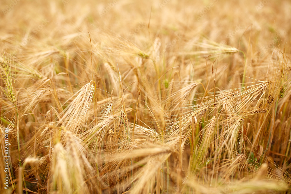 Fototapeta premium cereal field with spikelets of ripe rye or wheat
