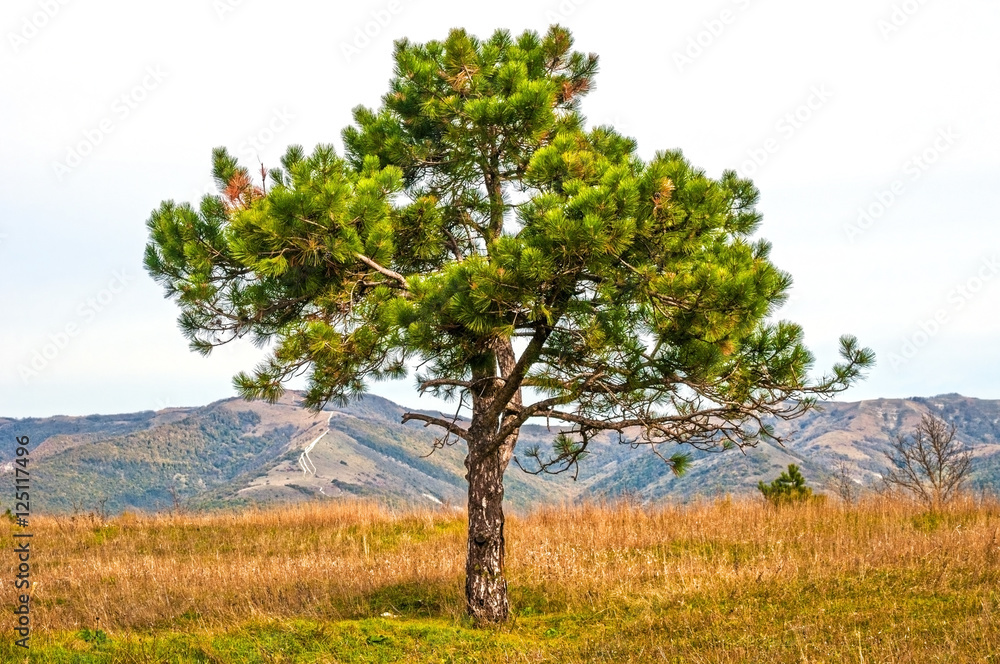Alone pine tree