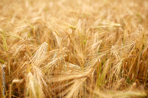 cereal field with spikelets of ripe rye or wheat