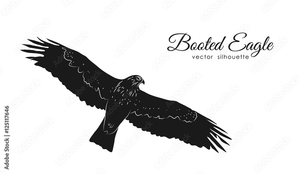 Fototapeta premium Vector illustration: Black silhouette Booted Eagle in fly isolated on white background