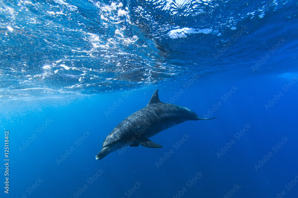 Fototapeta premium Delfin