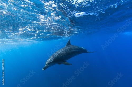 Dolphin © 穣 安藤