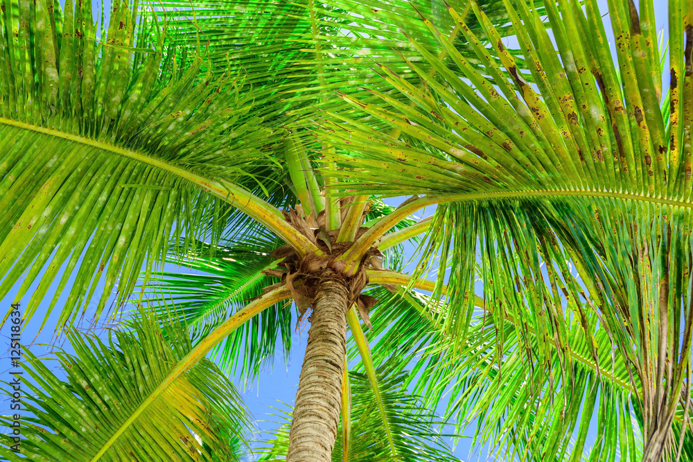 Fototapeta premium paradise tropical beach palm