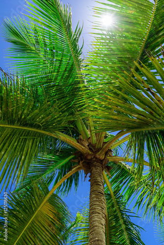 paradise tropical beach palm