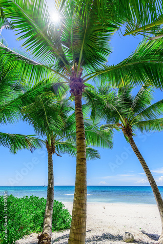 paradise tropical beach palm