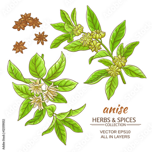 anise vector set