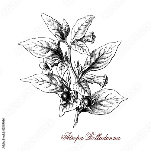 Belladonna or deadly nightshade is a herbaceous plant widely distributed. Leaves and berries are extremely toxic. 