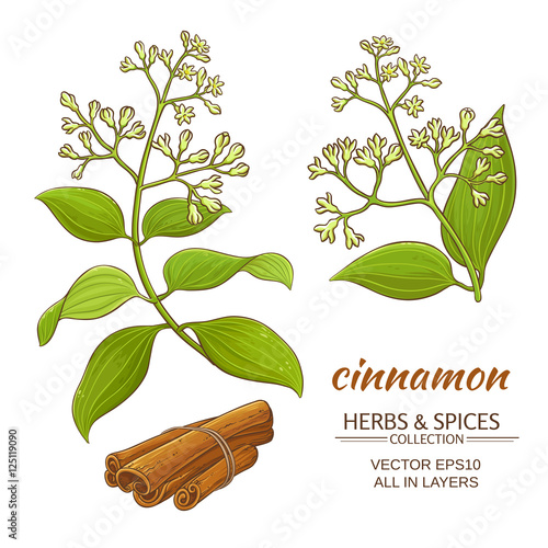 cinnamon vector set
