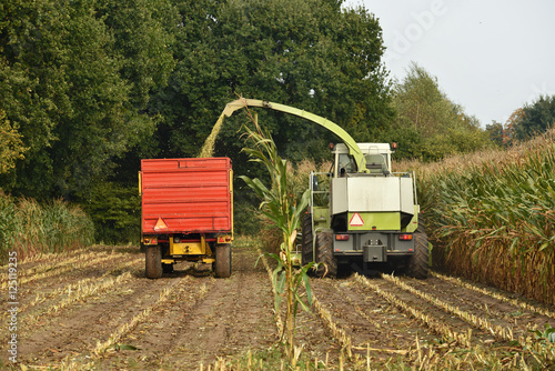 A forage harvester is busy harvesting cultivated fodder maize plants in the autumn season. © defotoberg