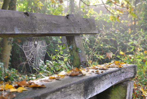 feuilles et toile d'araignée sur vieux banc en bois