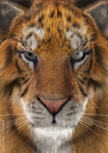 Fototapeta Naklejka Na Ścianę i Meble -  3D rendering Tiger