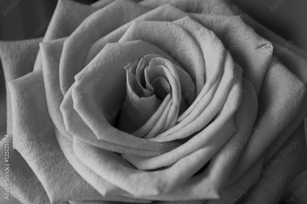 Obraz premium Szczegółowa fotografia czarno-biała róży