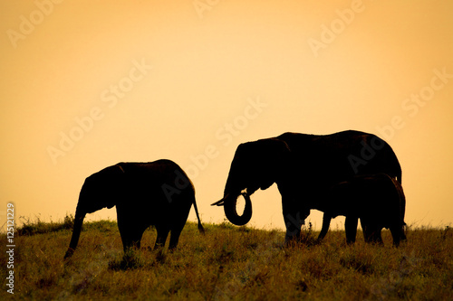 Silhouette of two African elephants at sunset with orange light on the plains of the Masai Mara
