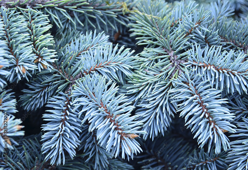 Silver spruce branches for Christmas,winter holidays or New Year background.Blue spruce (Picea Pungens) tree branch.Soft selective focus.