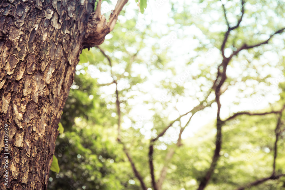 Fototapeta premium Closeup of tree trunk details with green bokeh background