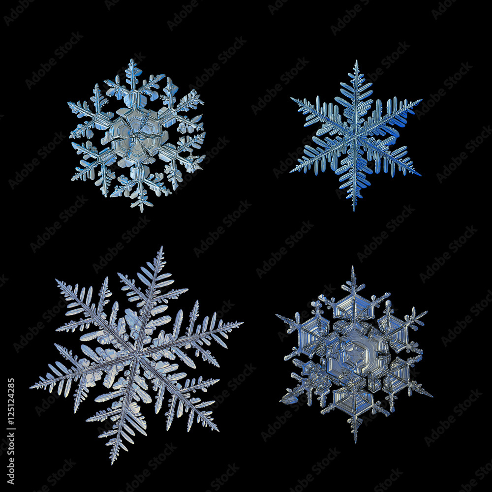 Fototapeta Set with four snowflakes isolated on black background and arranged in square grid. This is macro photos of real snow crystals: large stellar dendrites with ornate shape and massive, complex arms.
