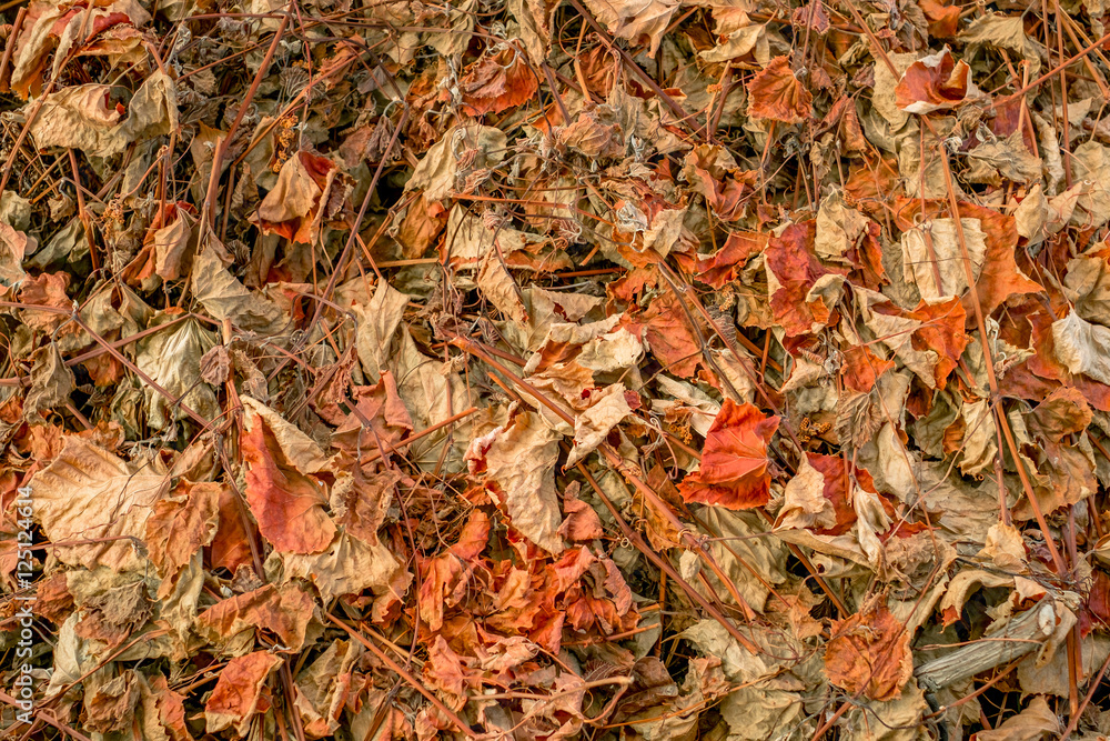 Dried leaf grapevine covering the ground