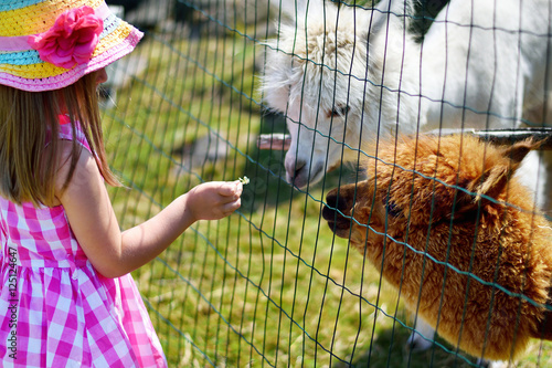 Adorable little girl feeding alpaca at the zoo on sunny summer day