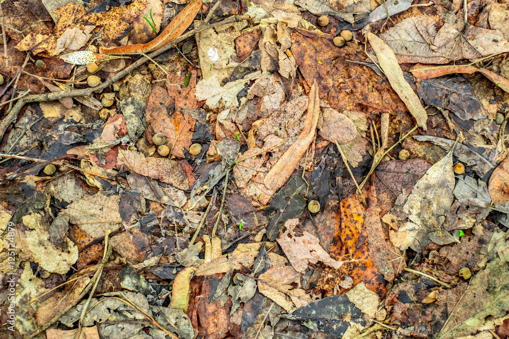 Autumn leaves covering the ground, top view.