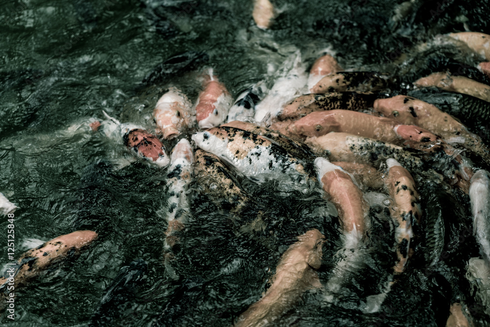 Obraz premium Survival