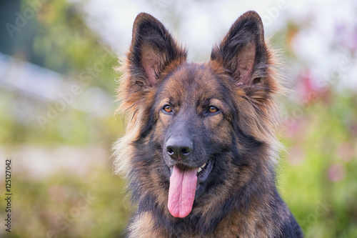 Bilde på lerret Pretty Alsatian dog with his tongue out