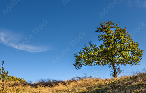 Small oak tree alone in autumn landscape