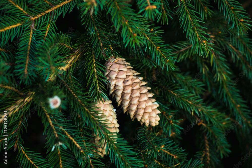 Pine cones on branch. Selective focus on central cone.