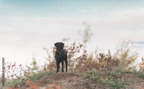 Labrador outdoors