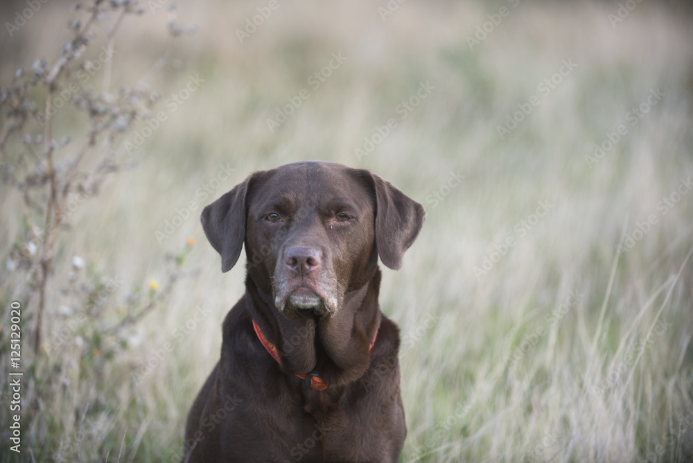 Labrador outdoors