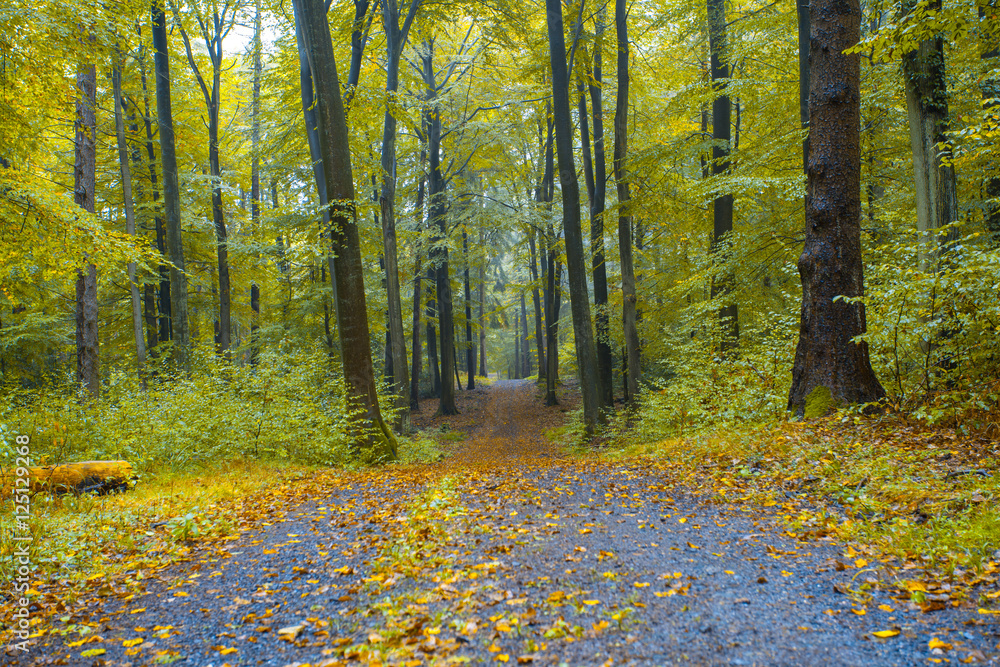 Obraz premium Nature Autumn colorful Forest Landscape Siebengebirge Germany