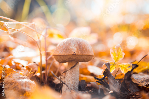Fresh brown cap boletus mushroom in autumn forest. Shallow depth of field.