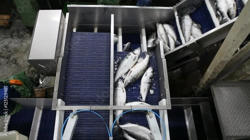Processing of a wild salmon at the plant