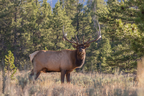 Bull Elk During the Fall Rut