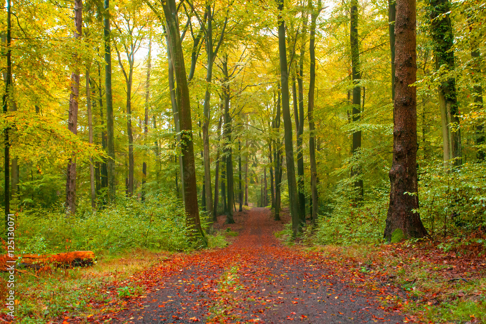Natur Herbst Waldlandschaft im Siebengebirge Natur Herbst Waldlandschaft im Siebengebirge