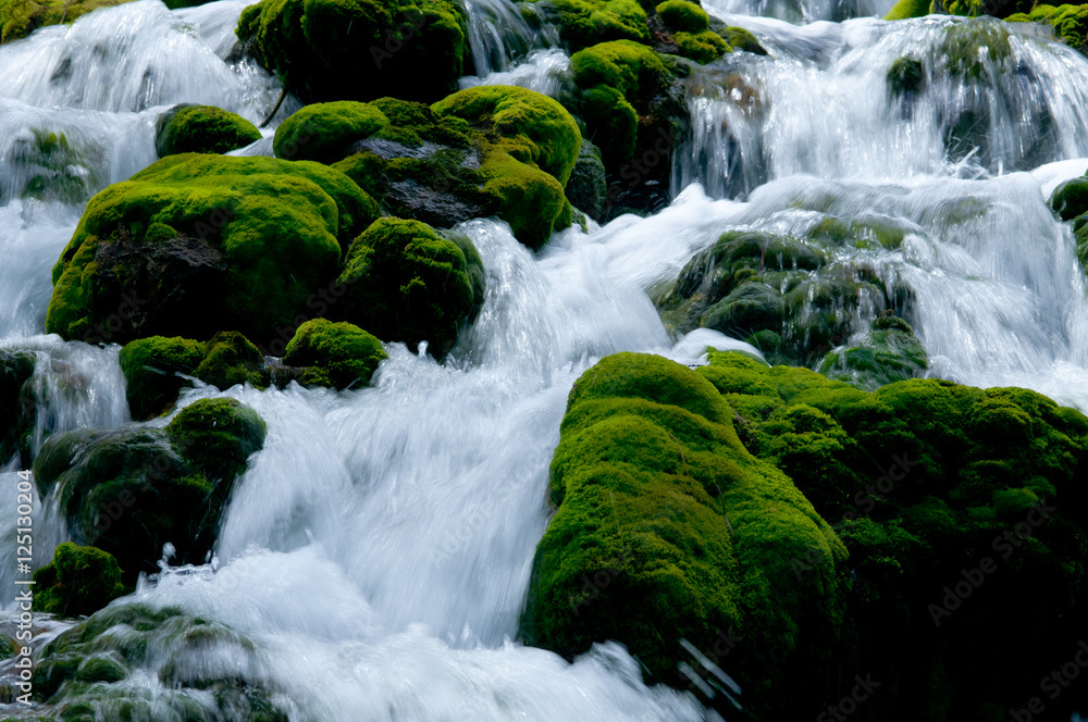 Fototapeta premium チャツボミゴケ