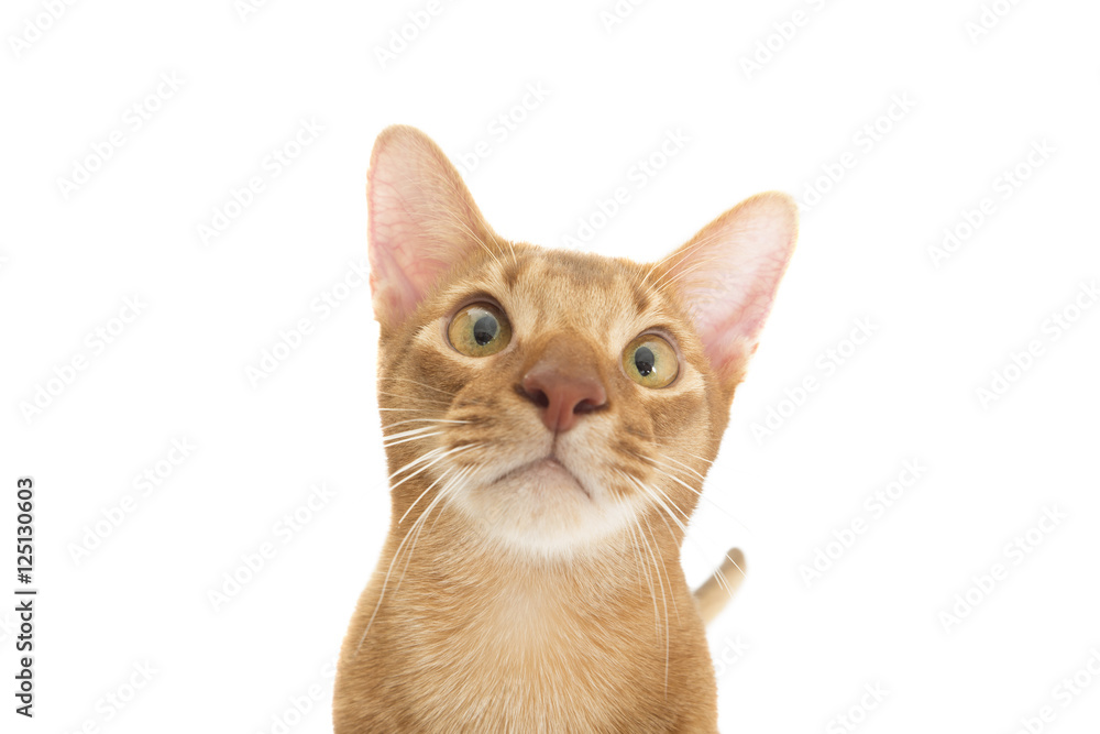 funny muzzle Abyssinian cat