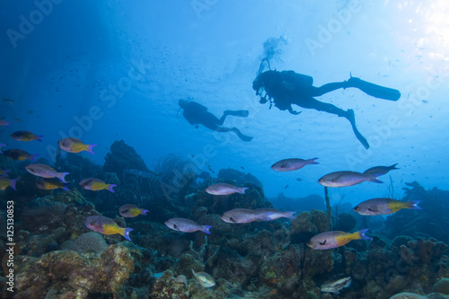 Underwater tropical fish and scuba diver silhouette on coral reef