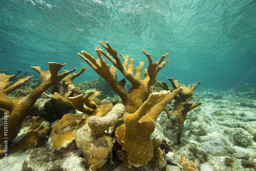 Fototapeta premium Underwater Coral Reef