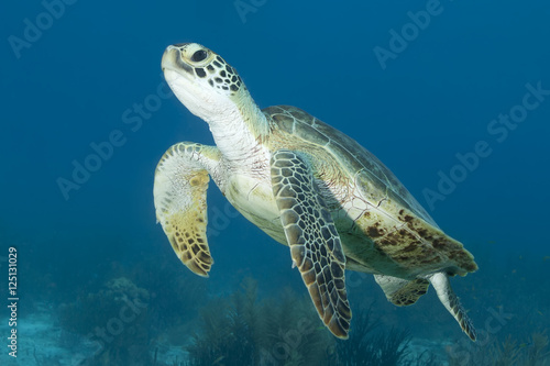 Underwater Sea Turtle © Andrew Jalbert