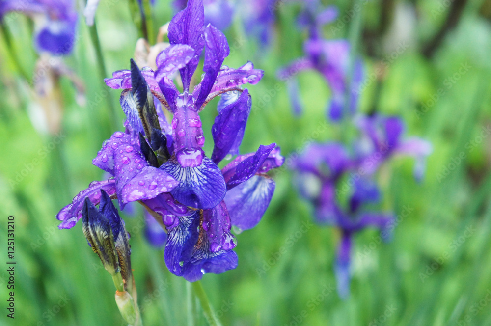 Iris flowers in garden after rain 