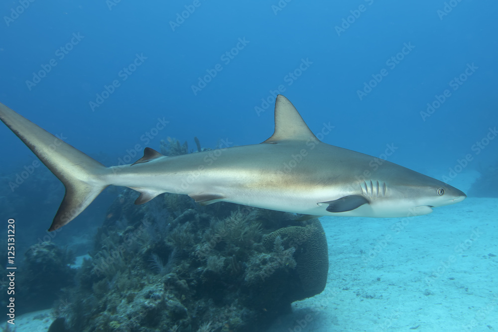 Fototapeta premium Underwater Reef Shark, Key Largo, Florida
