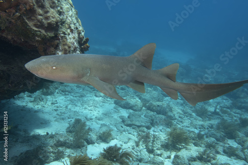 Underwater Nurse Shark in the Florida Keys