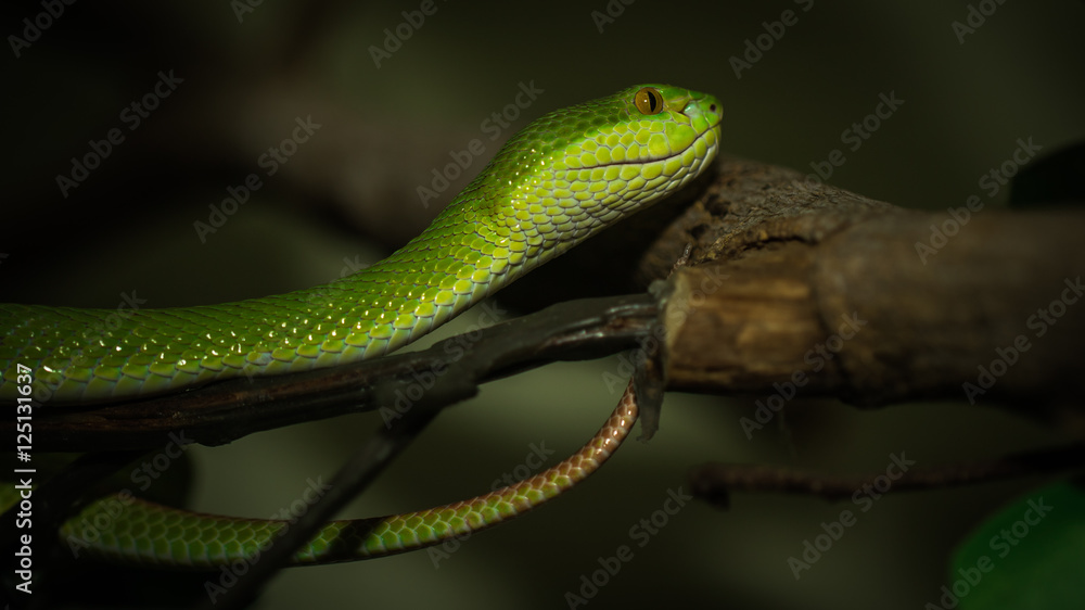Green snake Green snake