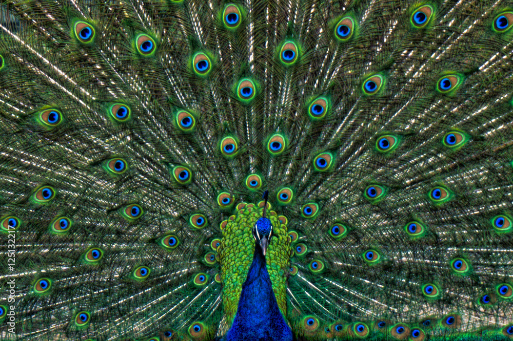 Fototapeta premium Wibrujący Paw